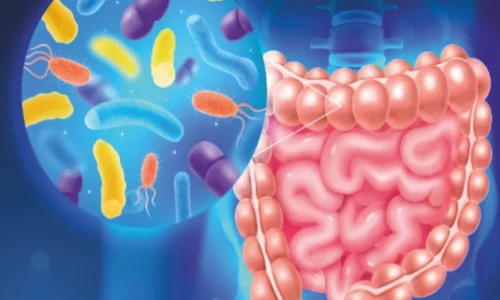 Supplements for Gut Health: Probiotics, Prebiotics, and More | Bodywise Health Foods UK